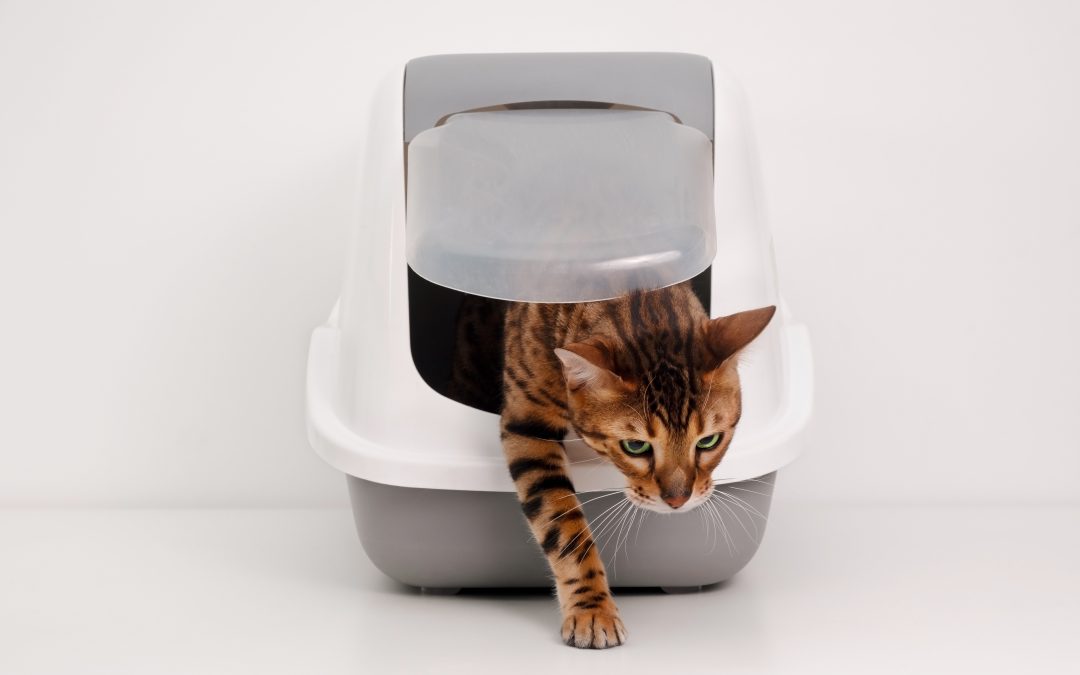 From Clumping to Scented: A Deep Dive into Cat Litter