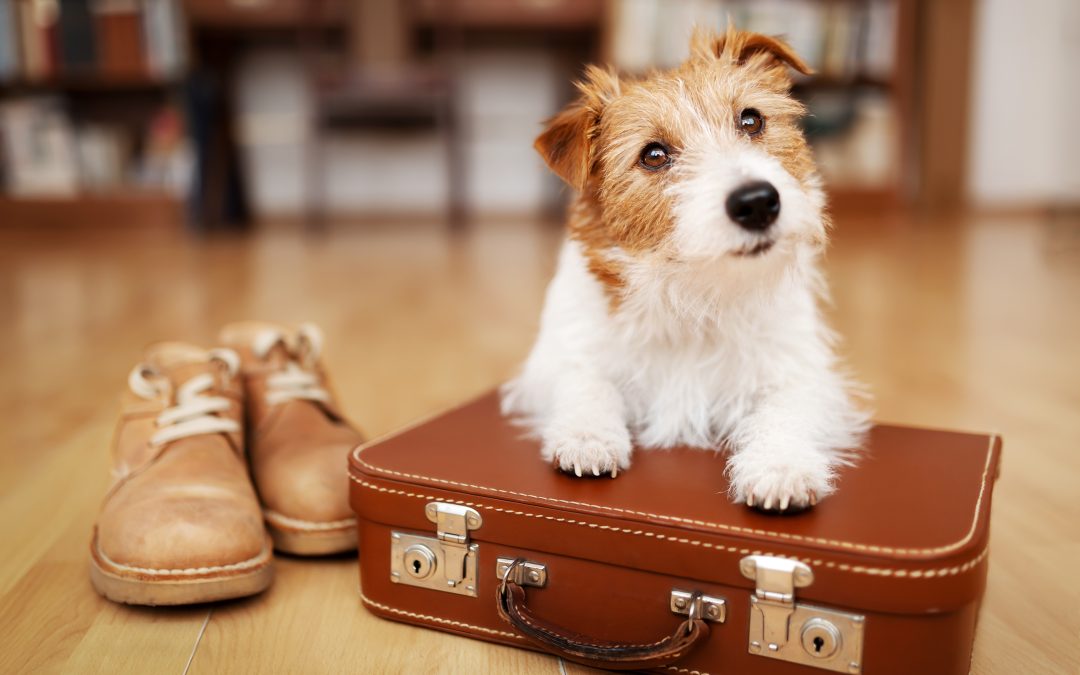 Planning a Trip? Here’s Your Go-To Guide for Pet Care