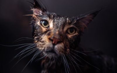 Cat Myths Dispelled: Understanding Your Feline Friend Better