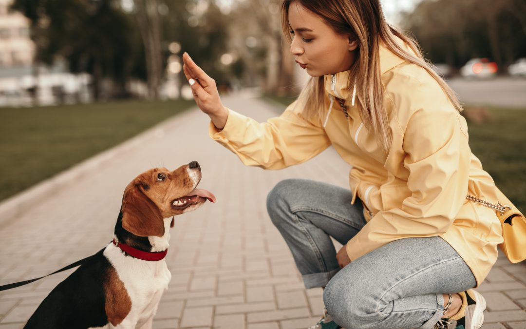 Unveiling the Canine Language: Your Blueprint to Understanding Your Dog’s Needs